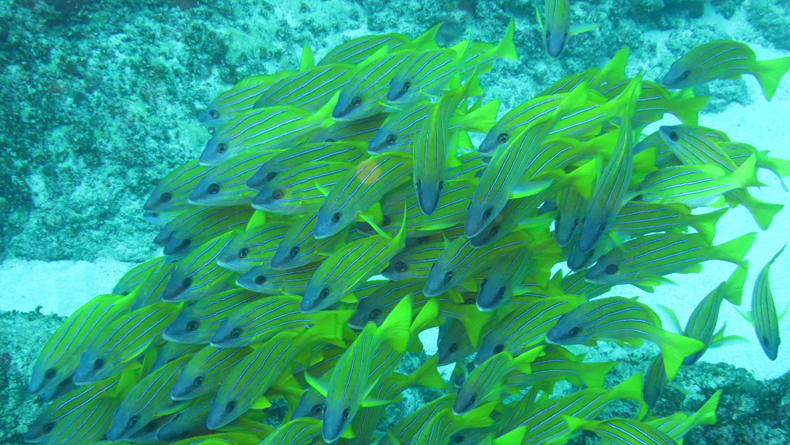 Blue striped snappers cropped
