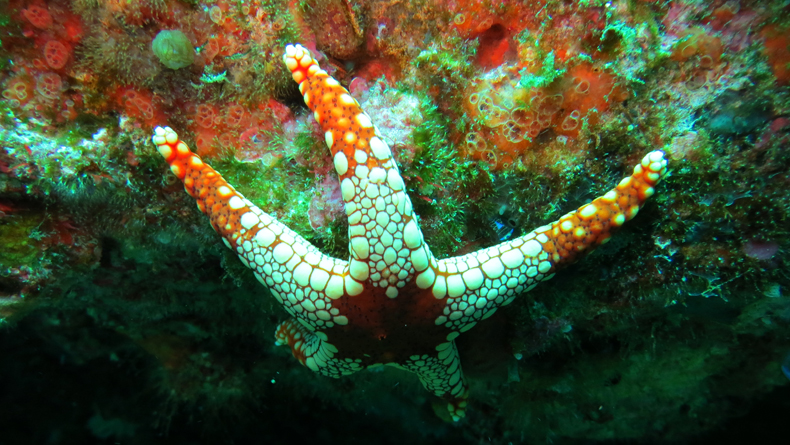 Starfish at Tonbara cropped