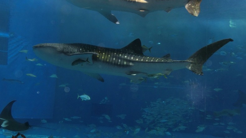 whale shark tank at aquarium cropped