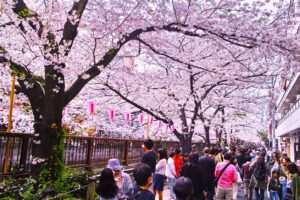 Meguro River in spring.