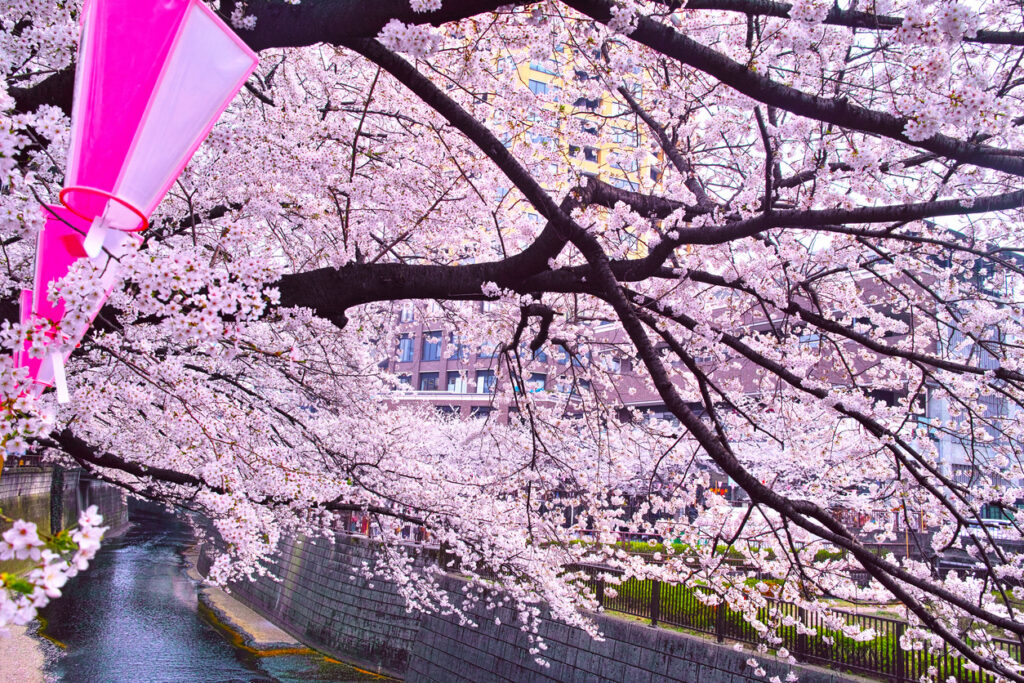 Meguro River Cherry Blossom Walk Cherry Blossoms in Tokyo