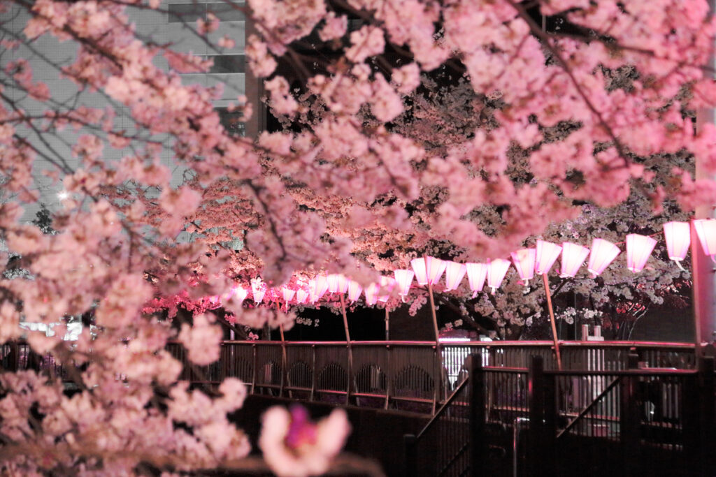 Cherry trees at evening