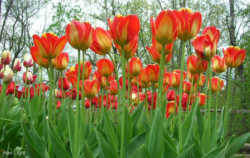 tulip festival(Flickr photo by Alan Light) cropped