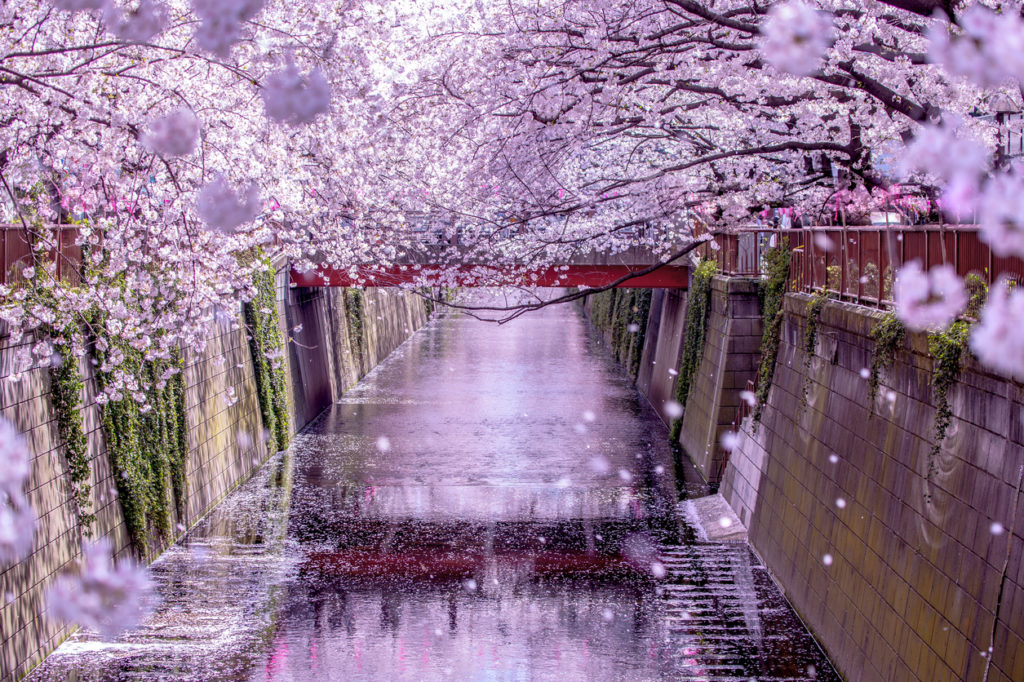 Meguro River Tokyo Cherry Blossom Viewing: The Most Beautiful Spots for 2024
