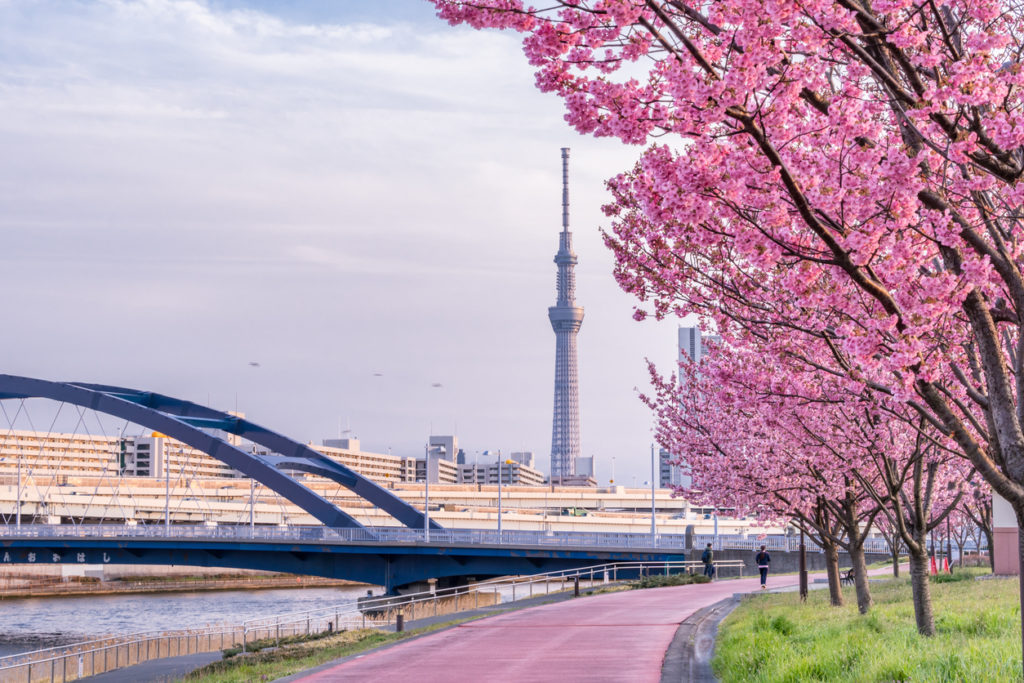 Sumida River Tokyo Cherry Blossom Viewing: The Most Beautiful Spots for 2024
