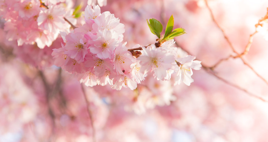 Spring border background with pink blossom - Savvy Tokyo