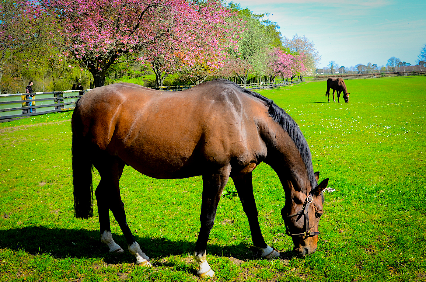 horse in irish national stud gardens