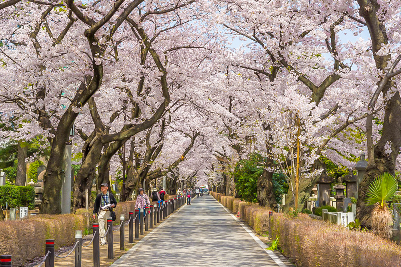 Tokyo Neighborhood Strolls: The Elegant Aoyama - Savvy Tokyo