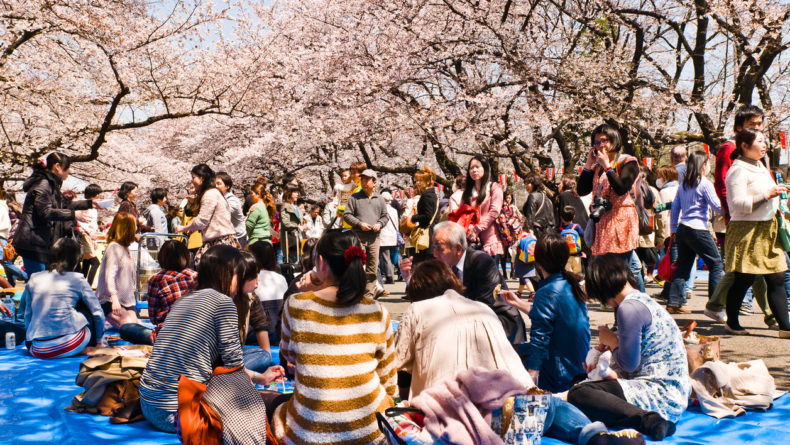 Cherry blossom celebration