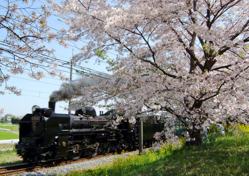 Cherry blossom tree beside the railroad