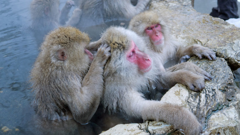 Japanese Snow monkeys - Savvy Tokyo