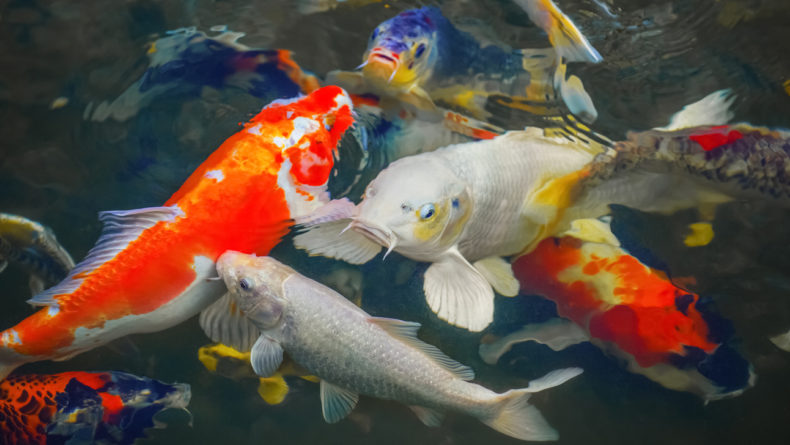 Colorful Japanese carp swimming in the pond of a pack. - Savvy Tokyo