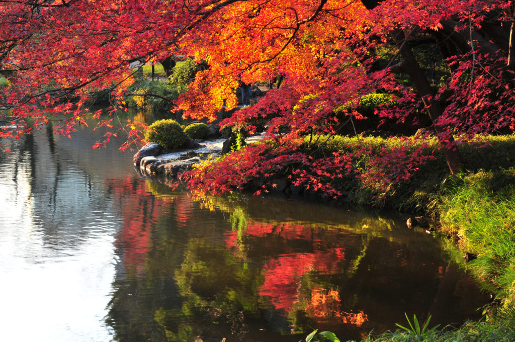 10 Gorgeous Autumn Foliage Spots In And Near Tokyo - Savvy Tokyo
