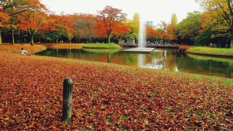 yoyopark - Savvy Tokyo