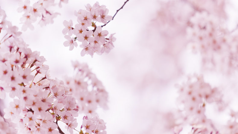 Buy Saku Saku: Love Blooms with the Cherry Blossoms