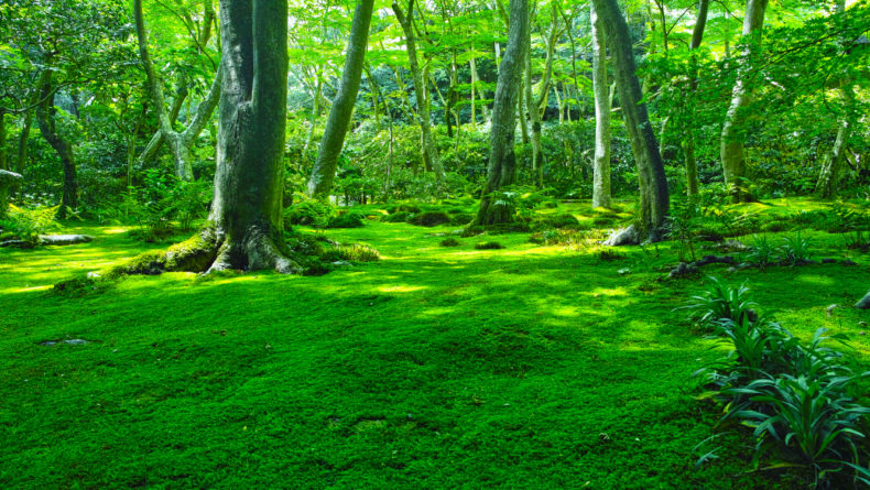 Moss forest - Savvy Tokyo