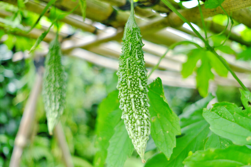 Growth of bitter melon growing in a vegetable garden