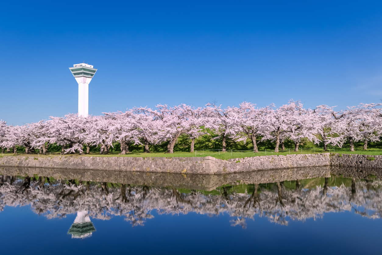 Cherry Blossom in Goryokaku Park, Hakodate,Hokkaido, Japan. Savvy Tokyo