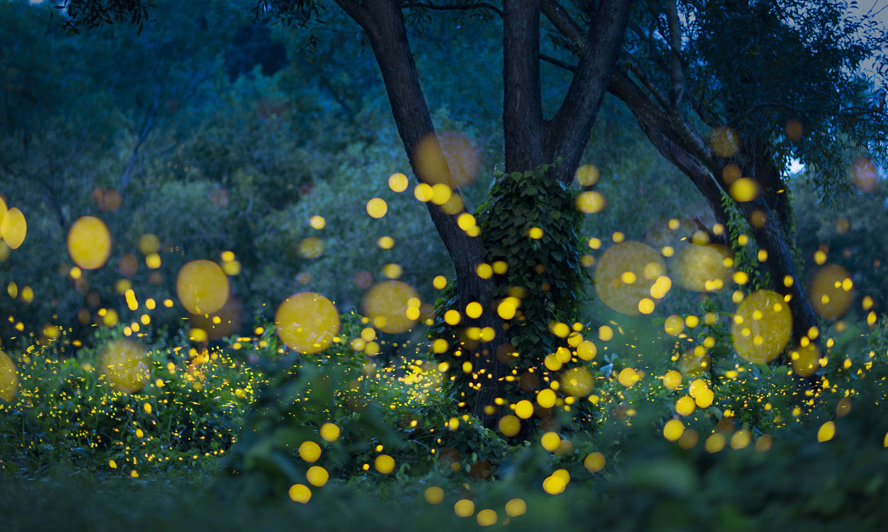 5 Places To See Fireflies In Tokyo This Summer Savvy Tokyo