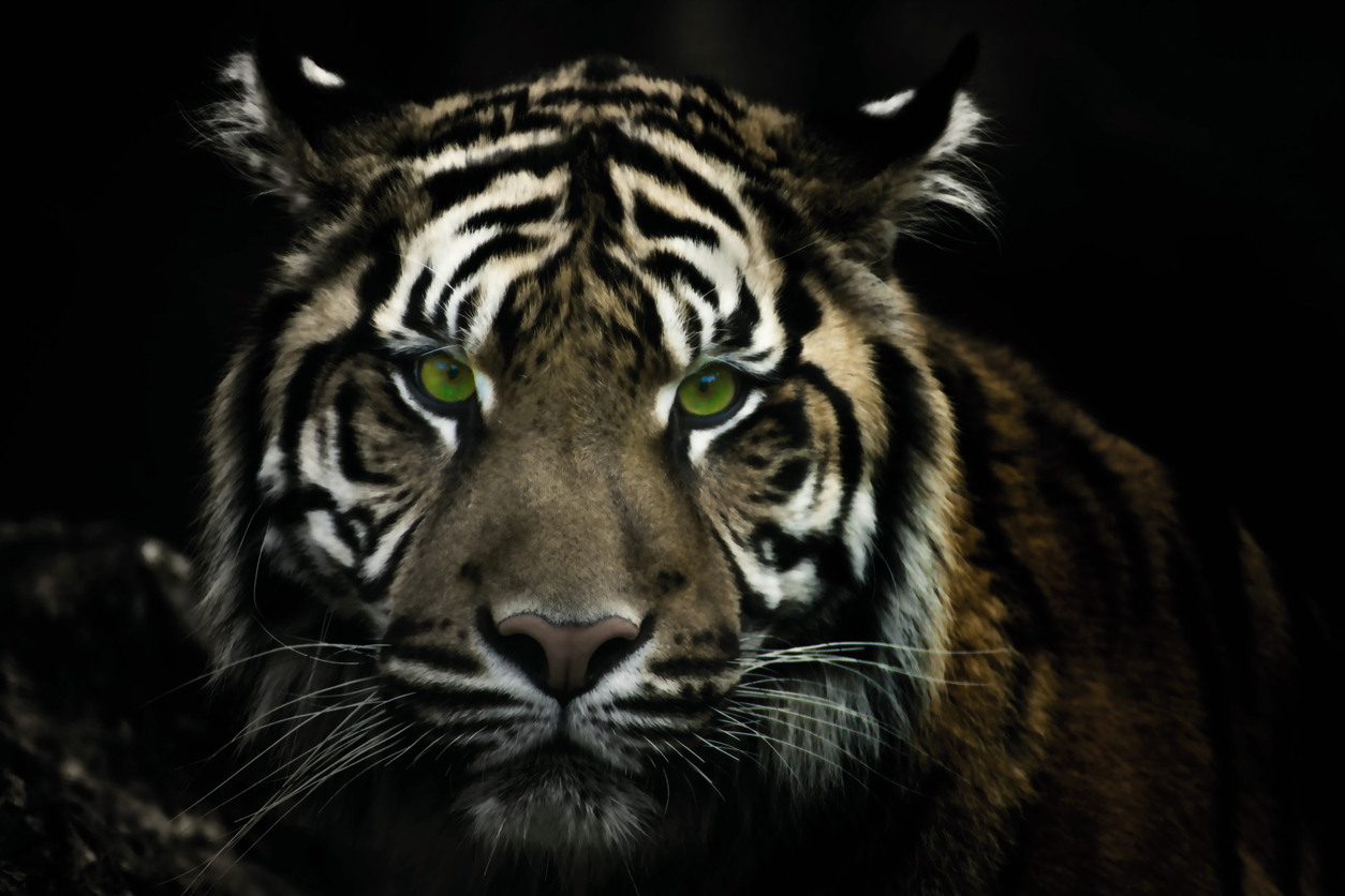 tiger with green eyes