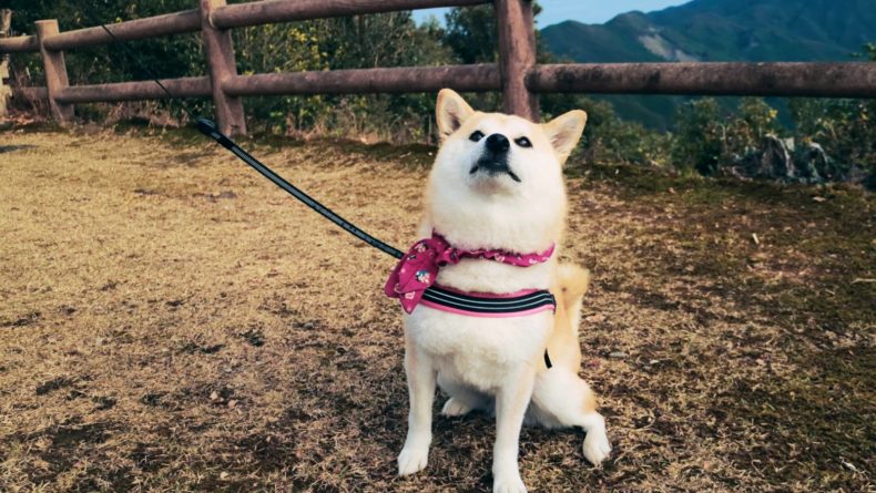 Shiba 2024 inu hiking