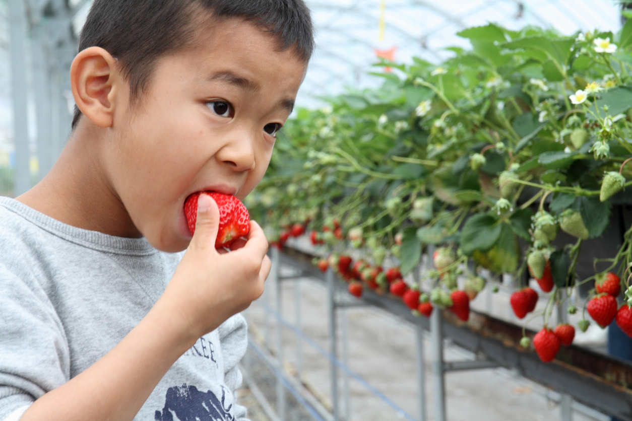 12 Strawberry Picking Locations In And Near Tokyo To Visit This Spring