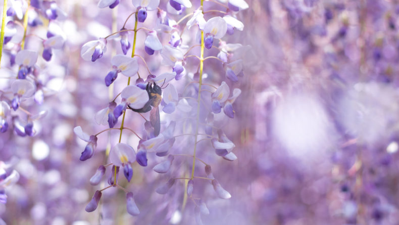 6 Wisteria Gardens In and Around Tokyo