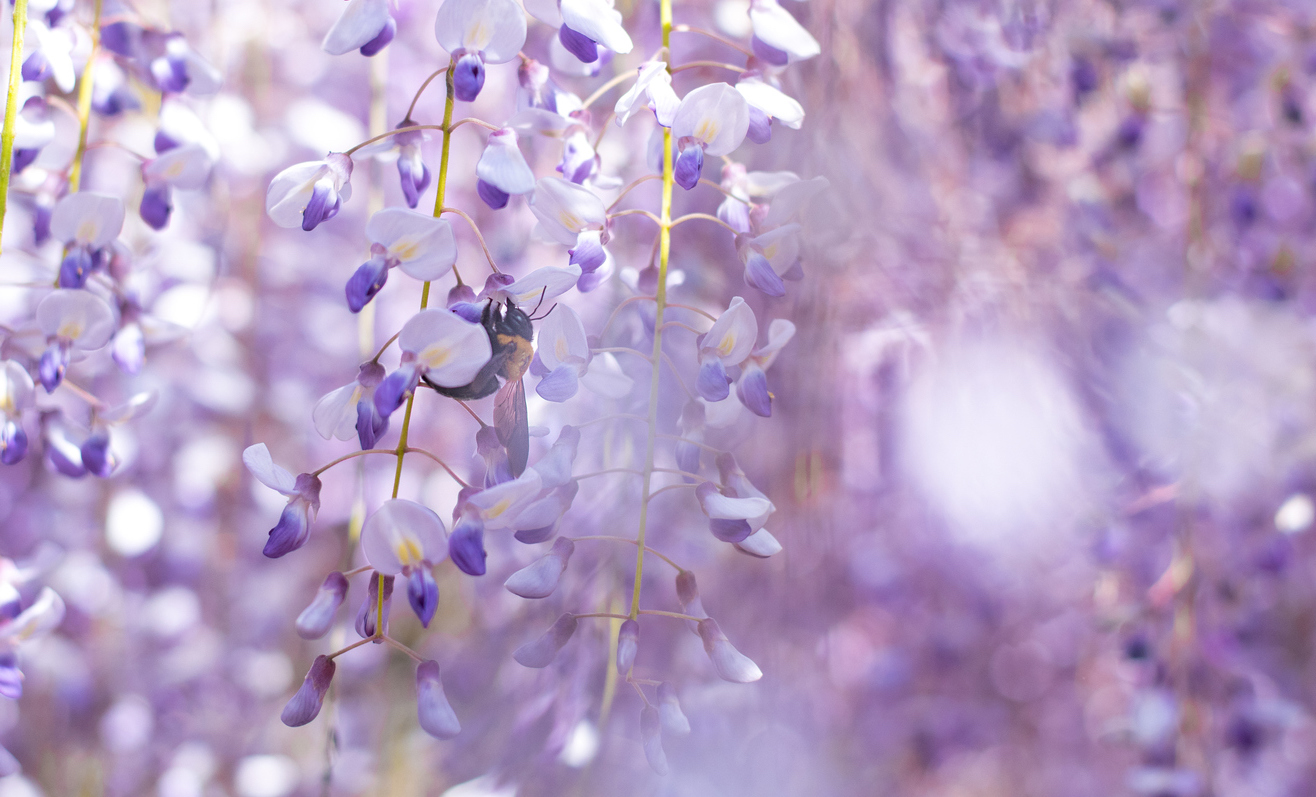 6 Wisteria Gardens In and Around Tokyo - Savvy Tokyo