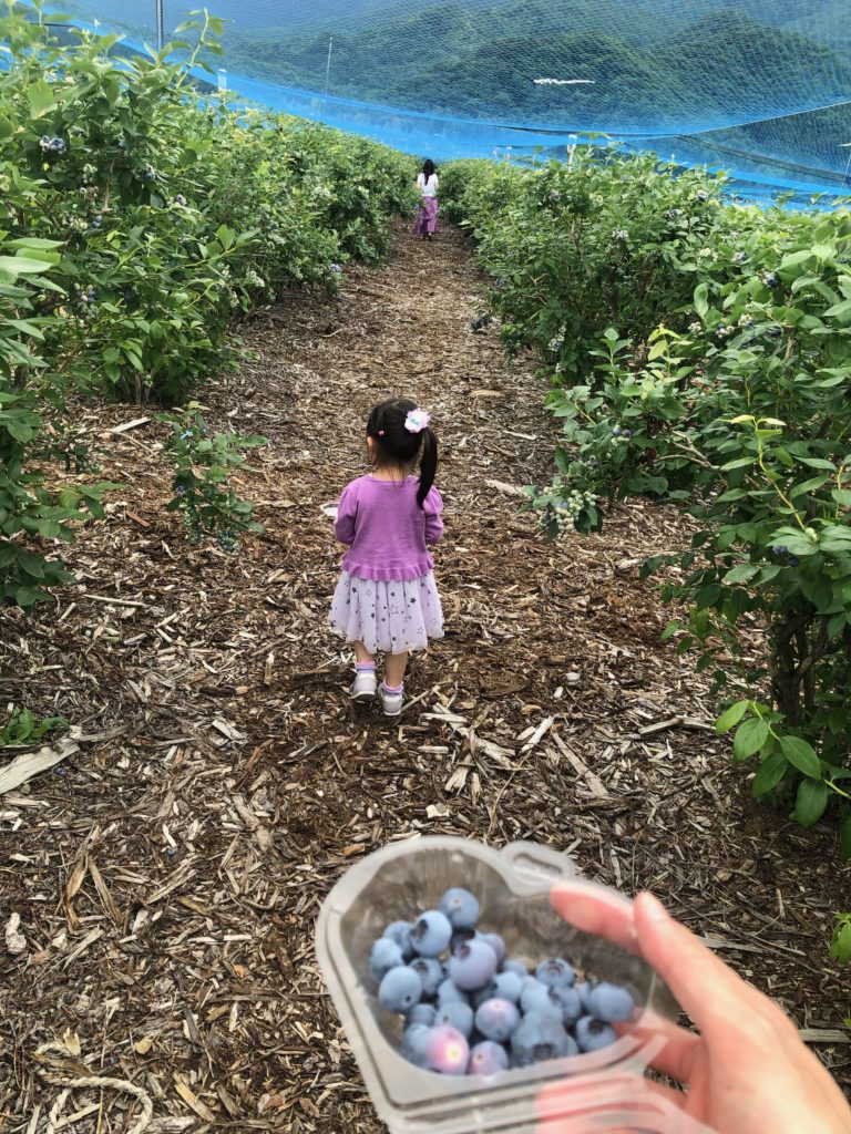 Blueberry picking in Kita Shiga Kogen with T Hotel