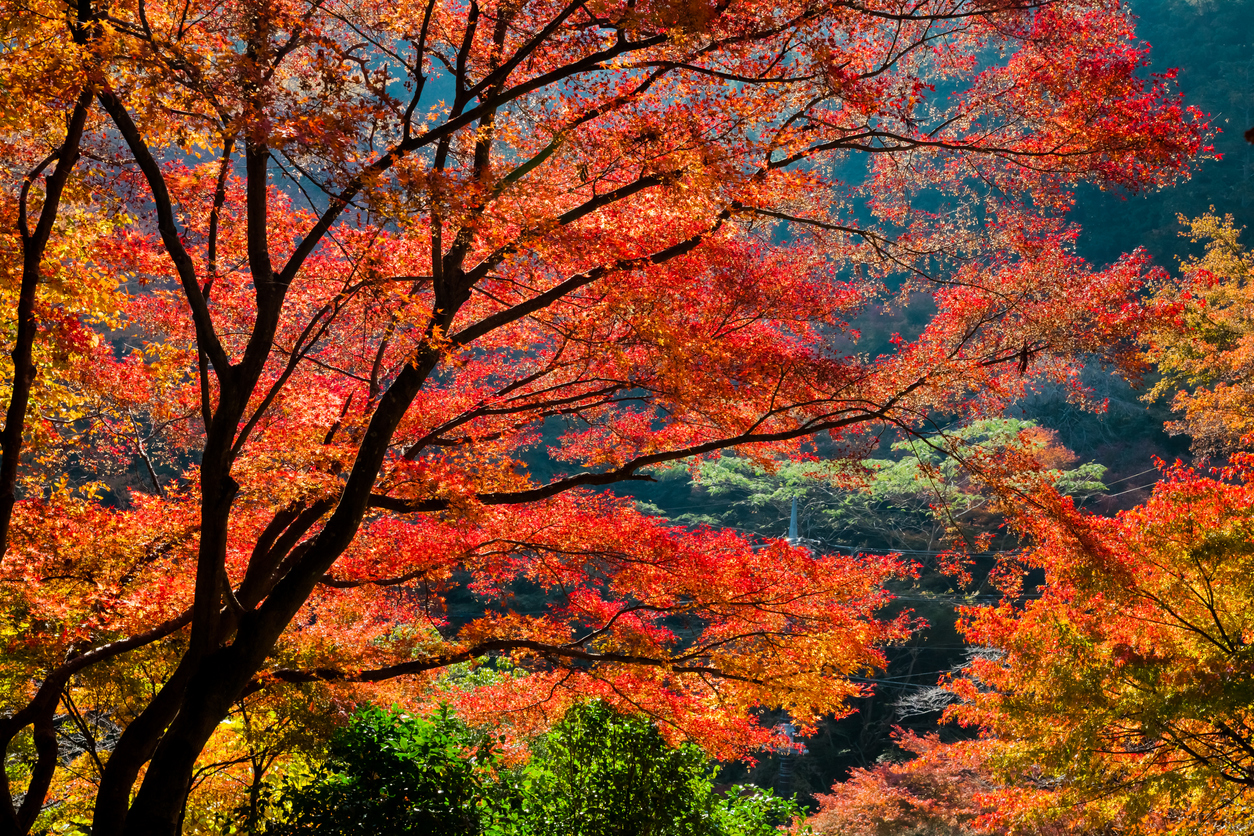 Koyo Hiking Spots in Tokyo - Savvy Tokyo