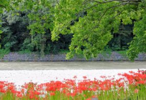 Spider Lilies Along Koma River - The Magical Red Spider Lilies of Kinchakuda