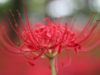Spider Lily 1 - Spider Lilies - Child Looking At Flower - The Magical Red Spider Lilies of Kinchakuda