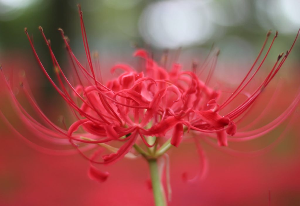 Spider Lily 1 Spider Lilies Child Looking At Flower The Magical   Spider Lily 1 Spider Lilies Child Looking At Flower The Magical Red Spider Lilies Of Kinchakuda 1024x704 