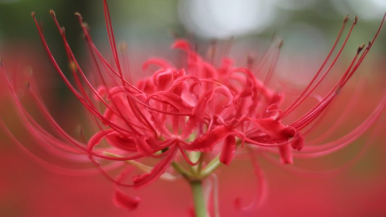 Spider Lily 1 - Spider Lilies - Child Looking At Flower - The Magical Red Spider Lilies of Kinchakuda
