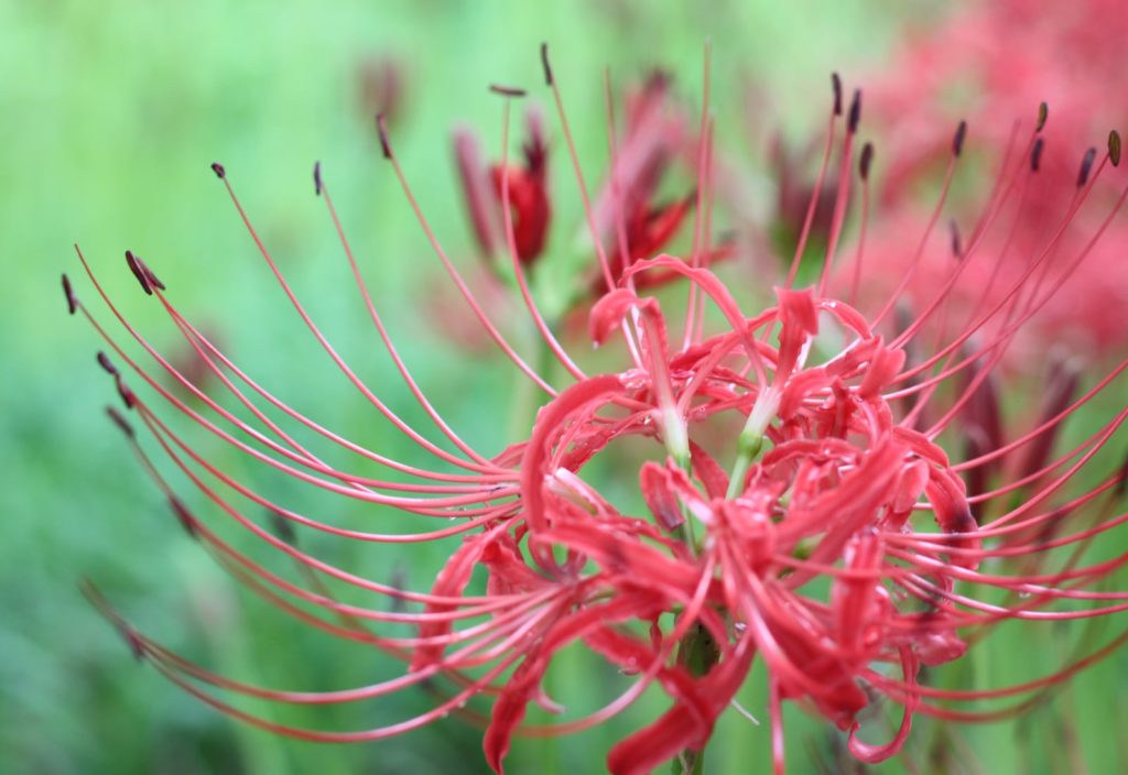 The Magical Red Spider Lilies Of Kinchakuda Savvy Tokyo