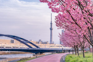 Sumida Park during spring.