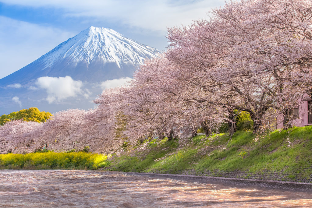 The History Of Hanami: Cherry Blossom Viewing Over The Ages - Savvy Tokyo
