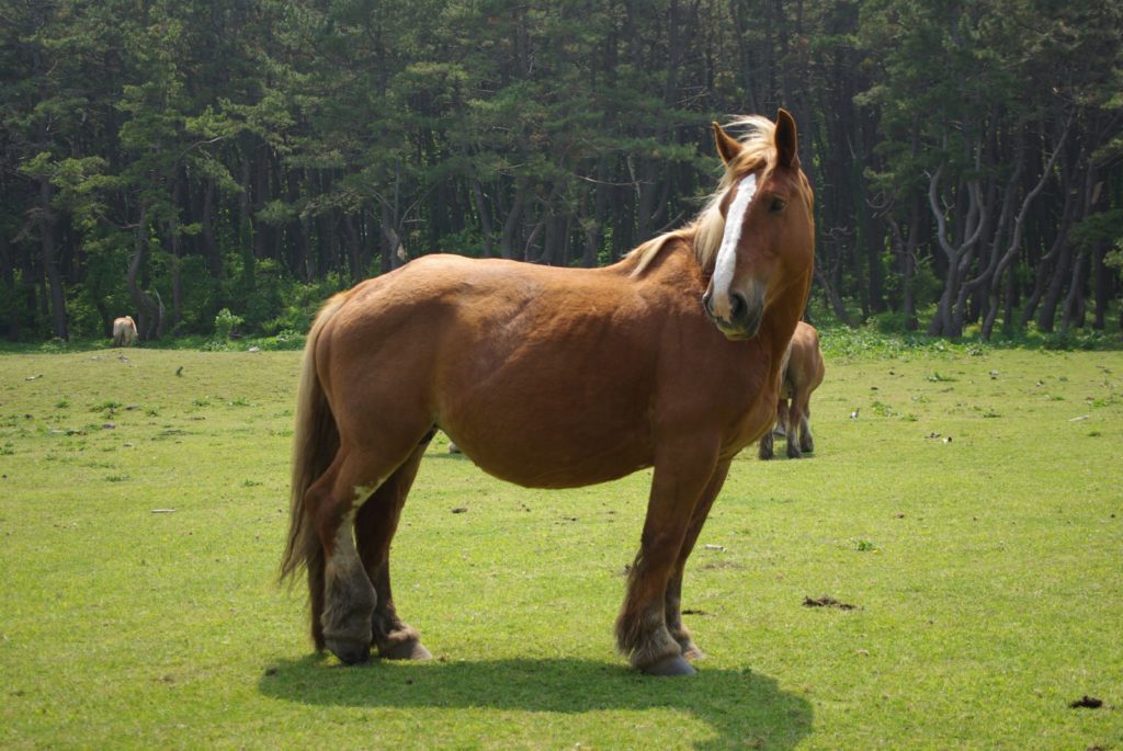 Ethical Animal Experiences Around Japan 1 Horses Kandachime at Cape Shiriyazuki