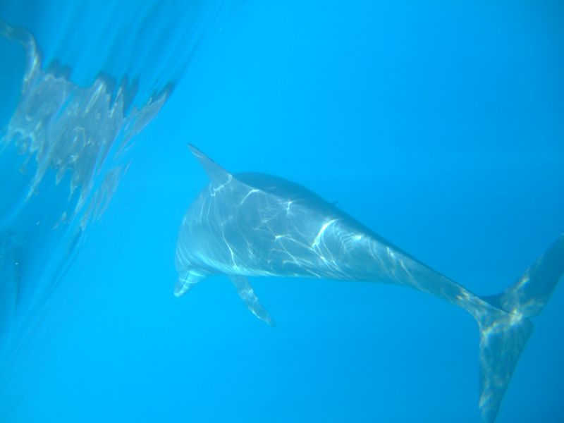 Ethical Animal Experiences Around Japan Dolphins at Mikurajima Island