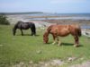 Ethical Animal Experiences Around Japan Horses Kandachime Cape Shiriyazaki