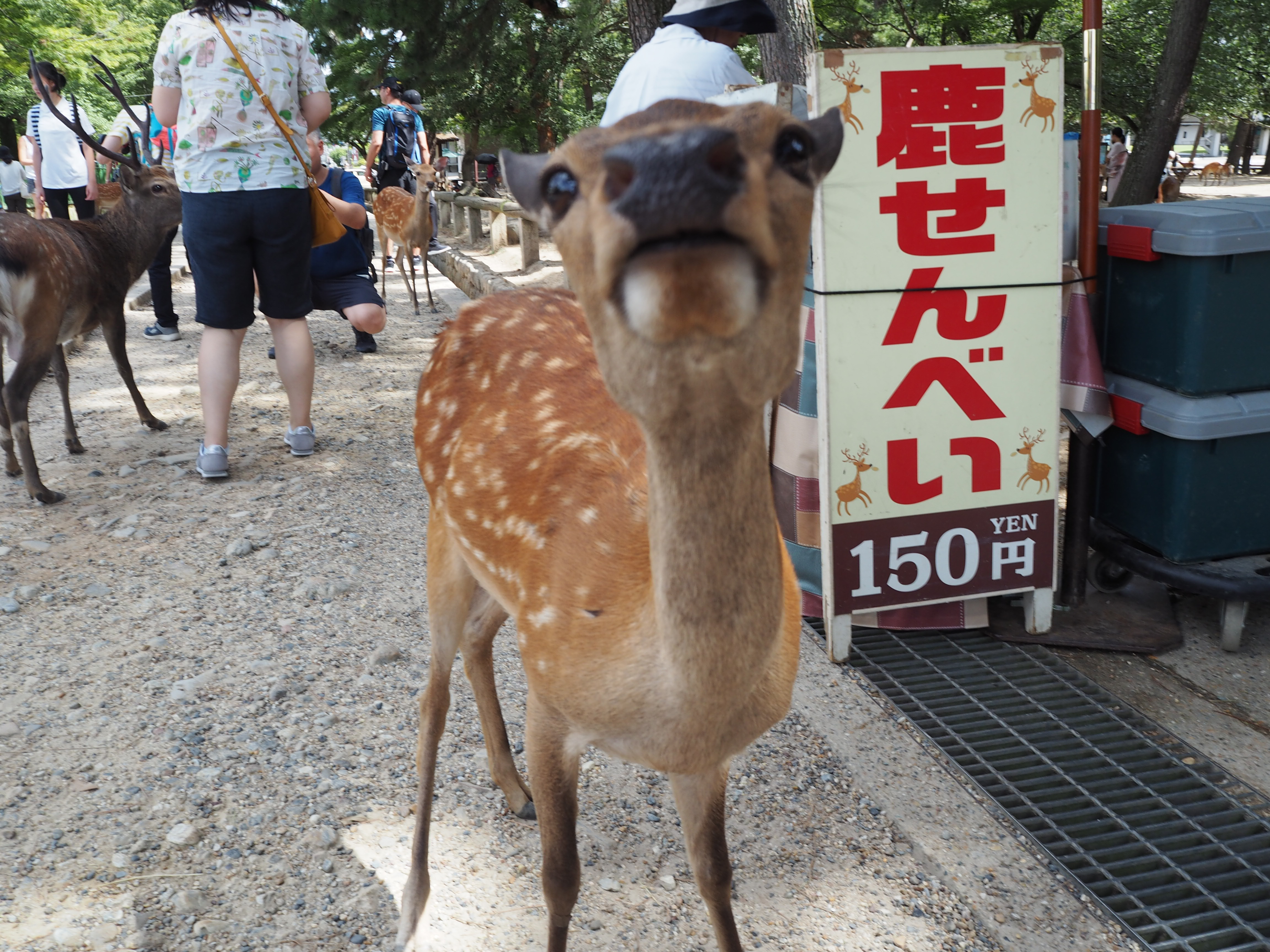 Ethical Animal Experiences Around Japan 1 - Savvy Tokyo