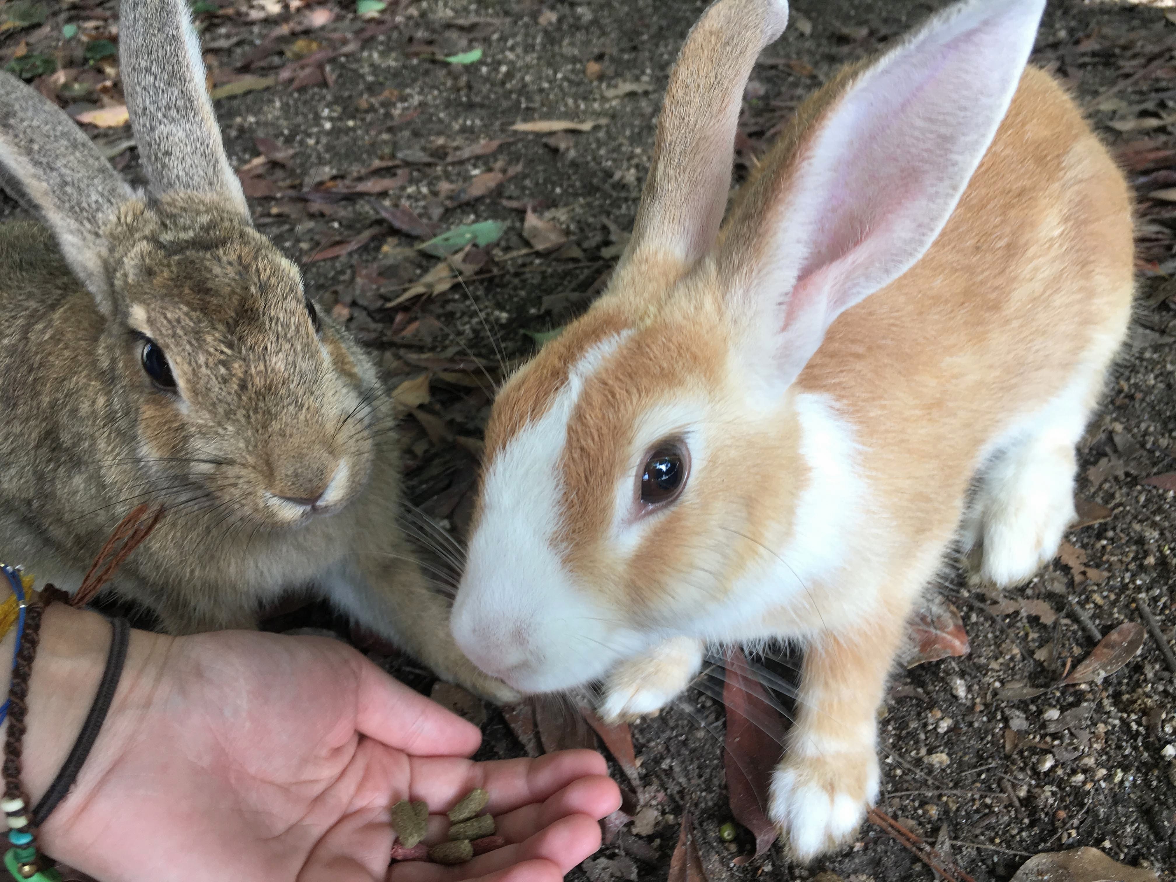 Ethical Animal Experiences Around Japan - Savvy Tokyo