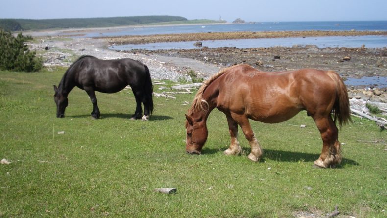Ethical Animal Experiences Around Japan Horses Kandachime Cape Shiriyazaki
