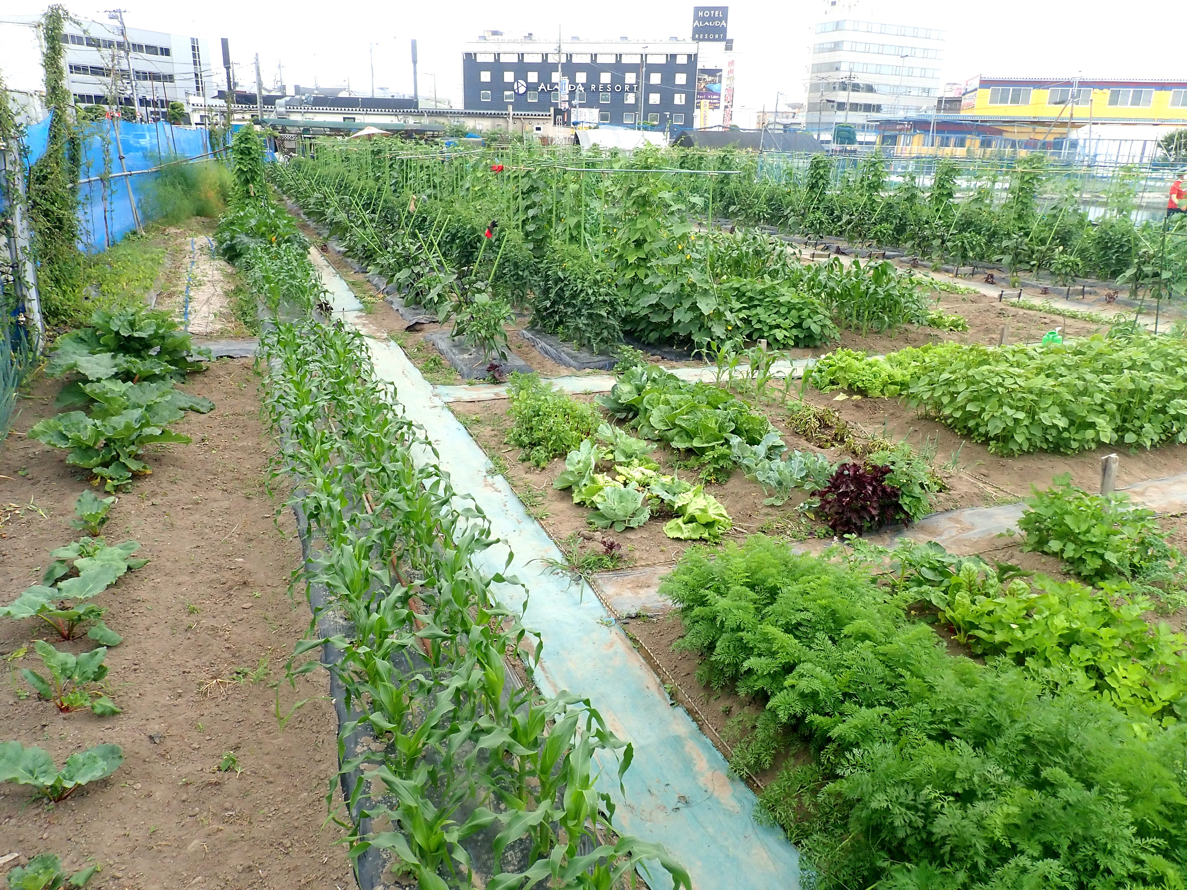 Here’s How To Join A Community Garden In Tokyo