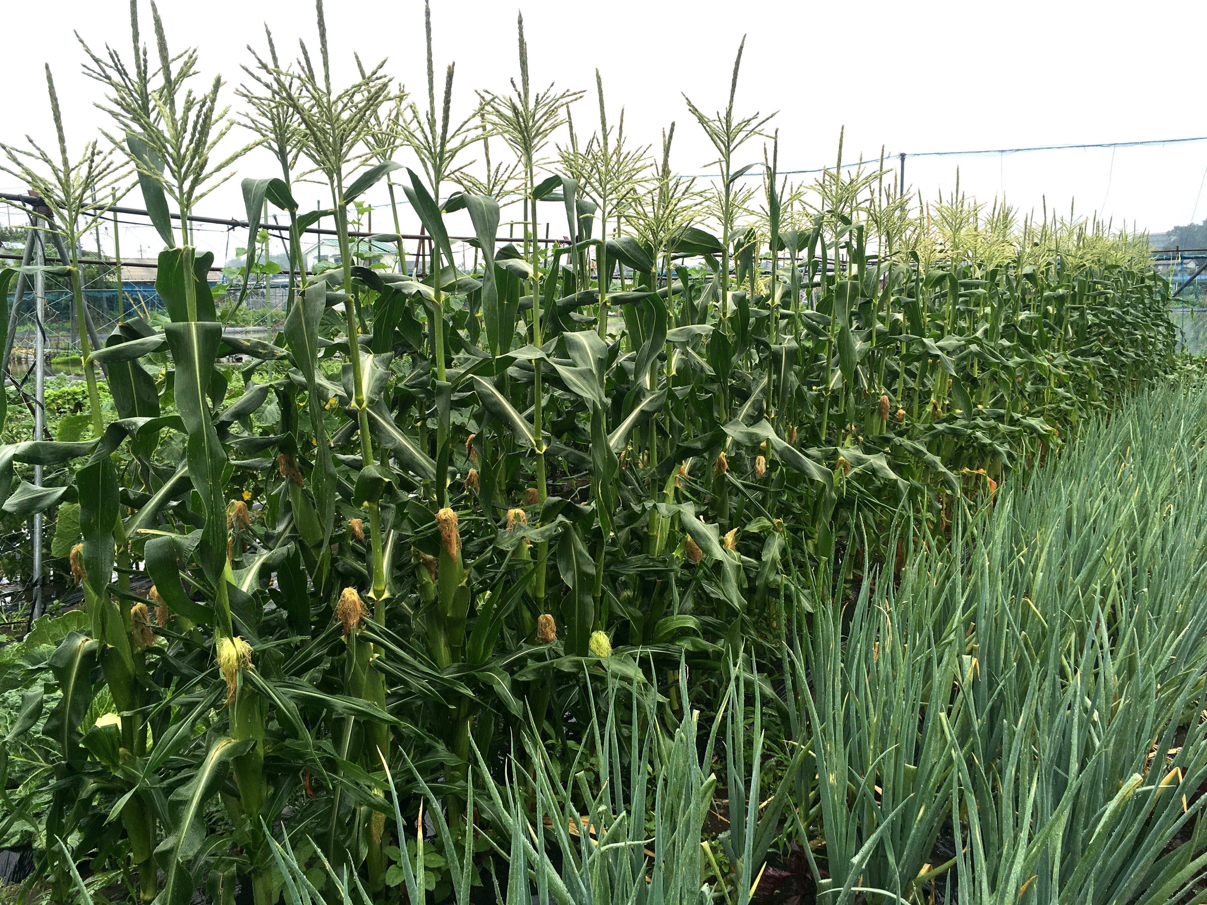 Here’s How To Join A Community Garden In Tokyo - Corn on the way