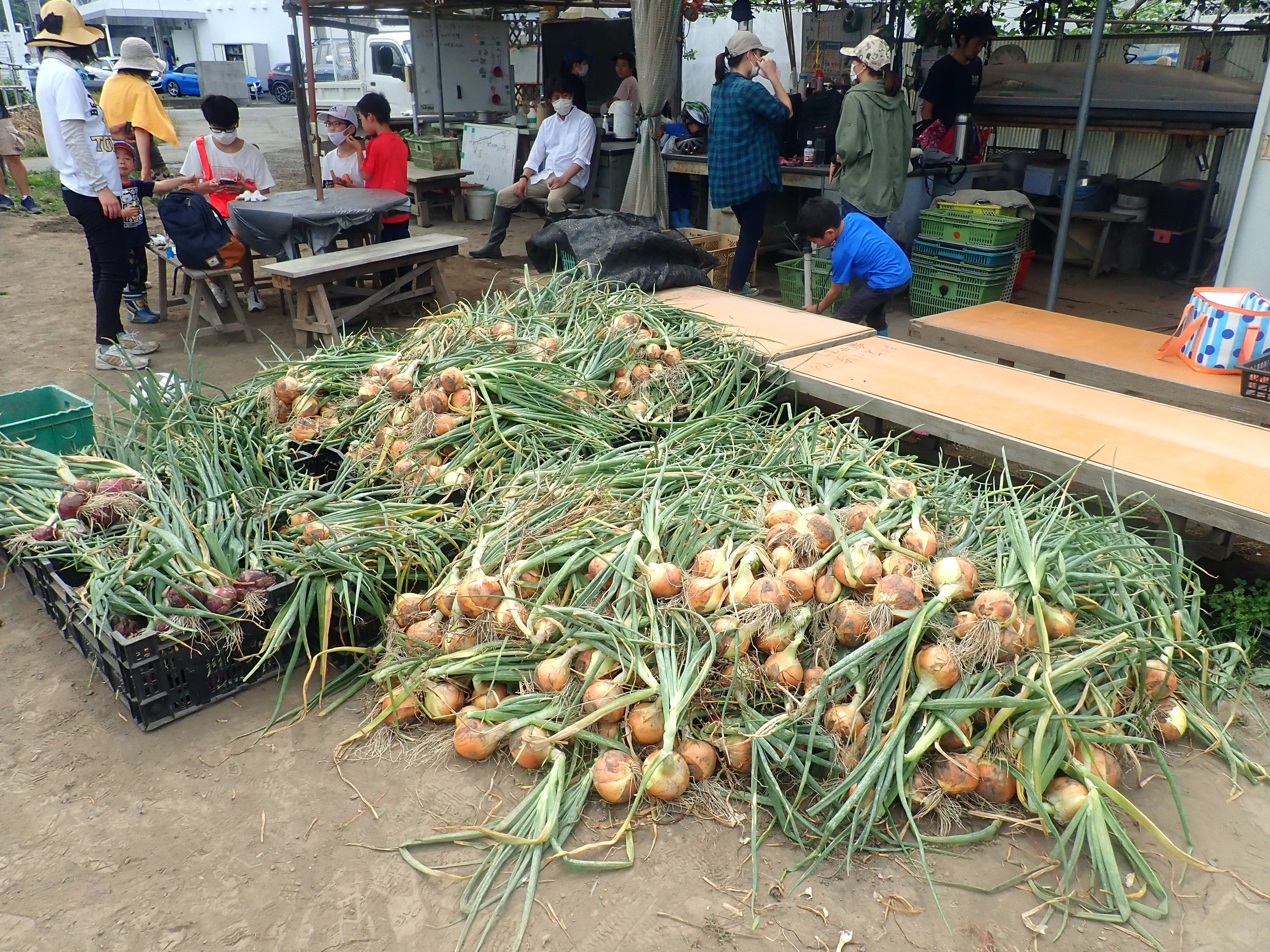 Here’s How To Join A Community Garden In Tokyo - Onions harvest