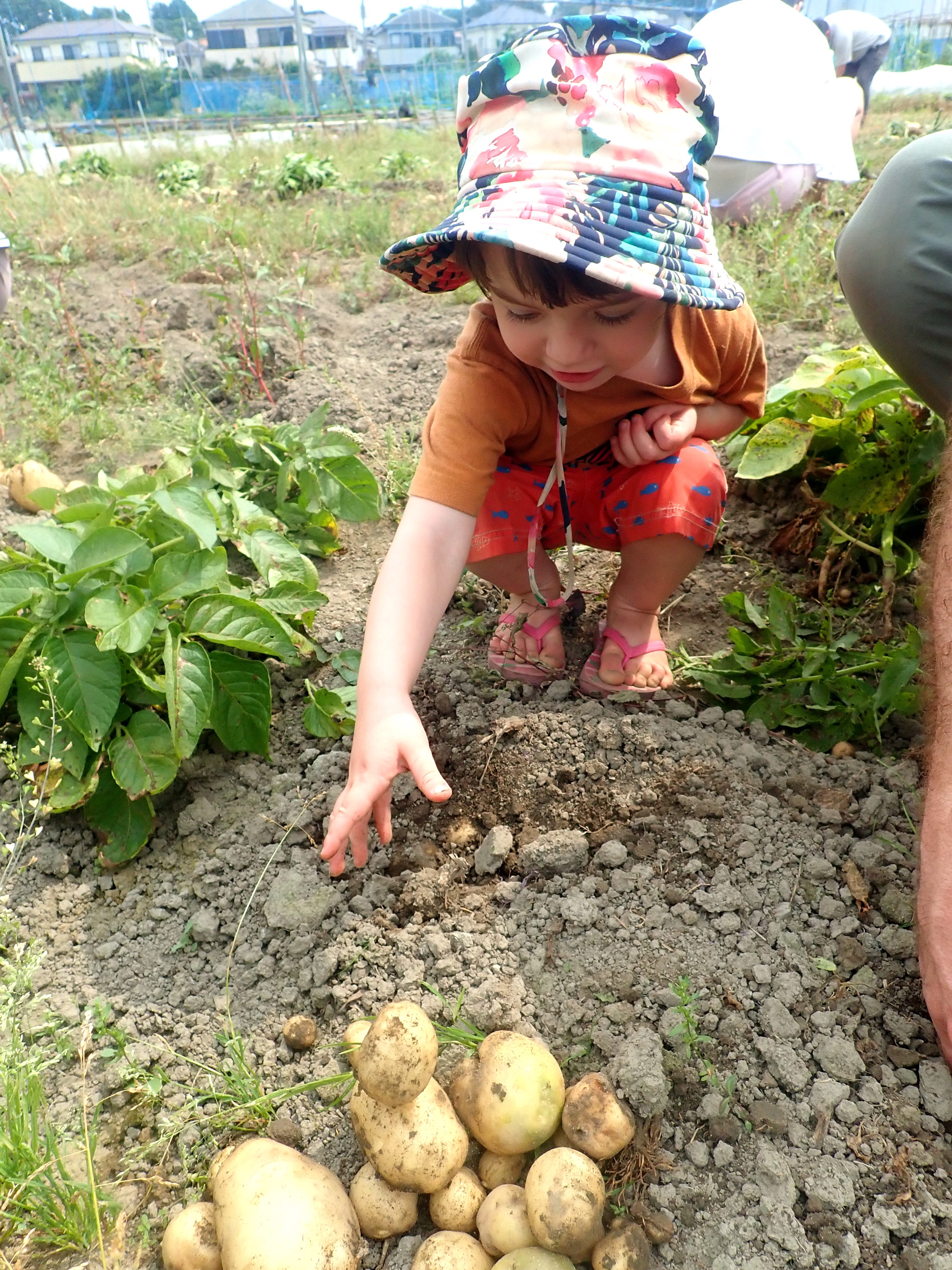 Here’s How To Join A Community Garden In Tokyo - Child raeching for a potato