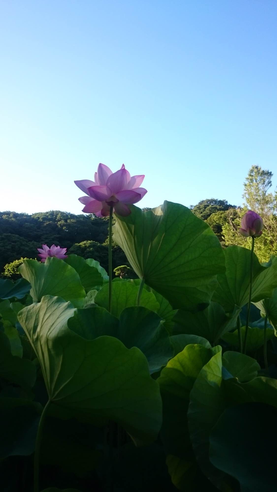 lotus sankeien garden