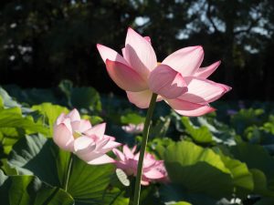 sankeien garden lotus