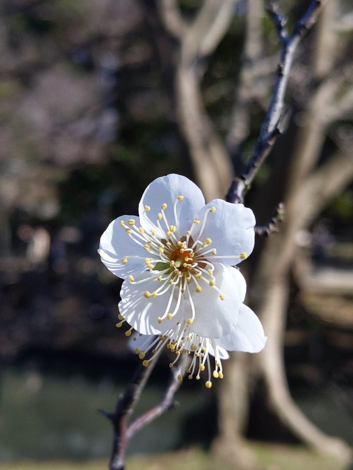 Discovering Sankeien Garden, Yokohama - Savvy Tokyo